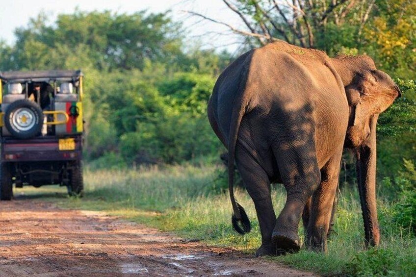 Experience a thrilling jeep safari in Minneriya National Park and spot large herds of wild elephants, deer, and exotic birds in their natural habitat. 4