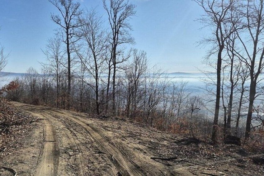 A dirt road winding through a forest with bare trees and a distant view of mountains. 2