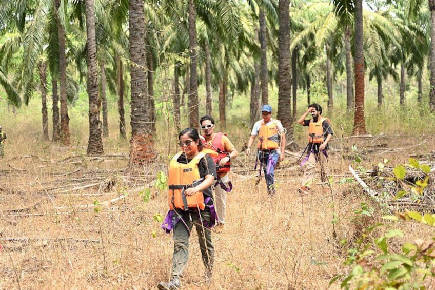 Cuatro personas caminando por un área boscosa con altas palmeras. 5