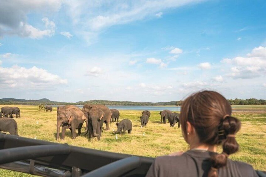 A person observing elephants in a grassy field with a lake in the background. 1