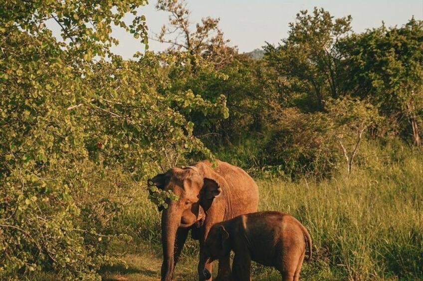 A large elephant and a calf in a grassy field with trees in the background. 3