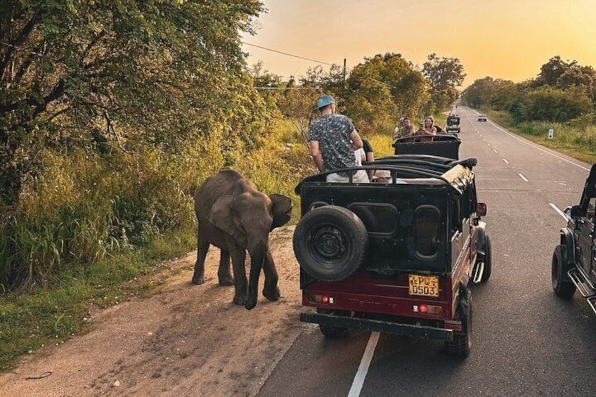 A road with a vehicle carrying two elephants and a person. 4
