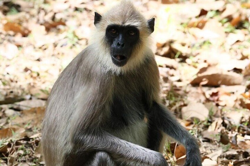 A monkey sitting on dry leaves in a forest. 5