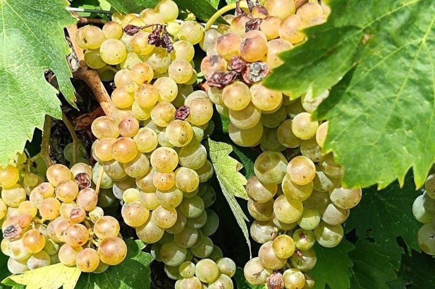 Clusters of green grapes on a vine with large green leaves. 2