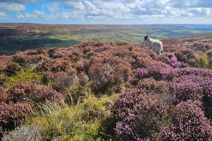 Nth York Moors Steam Train (incl) & Whitby Small Group Day Trip. 3