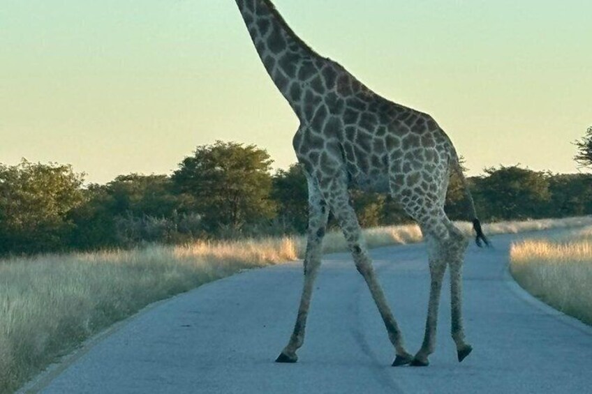 Una jirafa caminando sobre una carretera pavimentada. 5