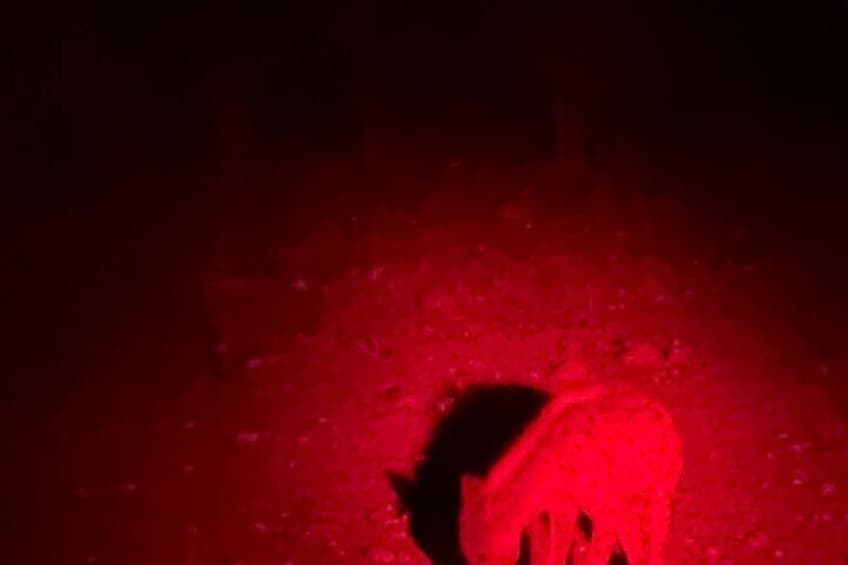 Una luz roja ilumina una figura sombría. 2