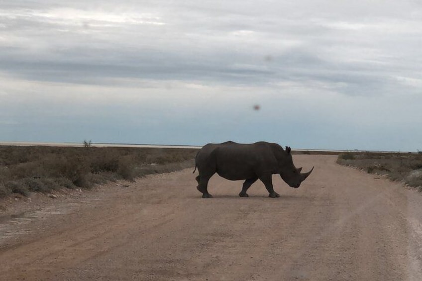 Un rinoceronte camina sobre un camino de tierra en un paisaje llano y abierto. 3