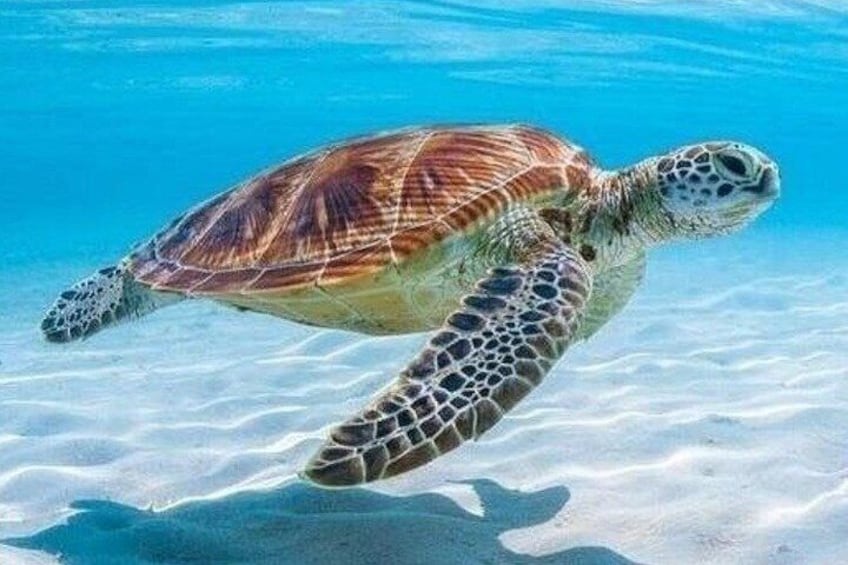Full-Day Aruba Sightseeing Elite Private Tour Experience for 2 2