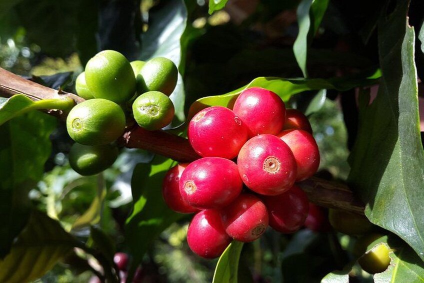 Eine Ansammlung von roten und grünen Kaffeekirschen an einem Zweig mit grünen Blättern. 5