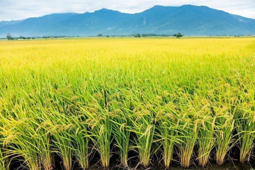 Campo de arroz con montañas al fondo. 4