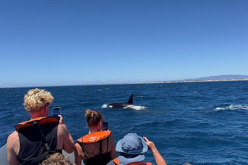 Un gruppo di persone su una barca osserva una balena nell'oceano. 3