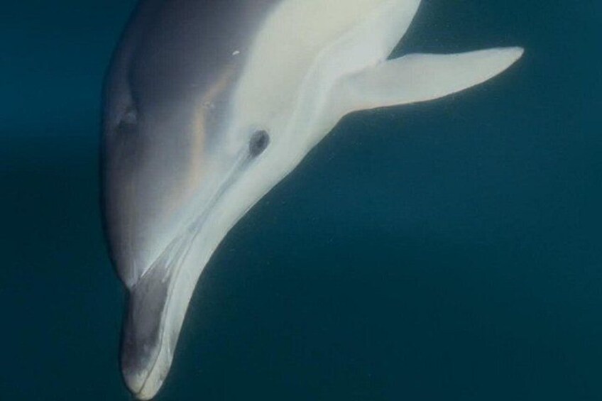 Un delfino che nuota sott'acqua. 5