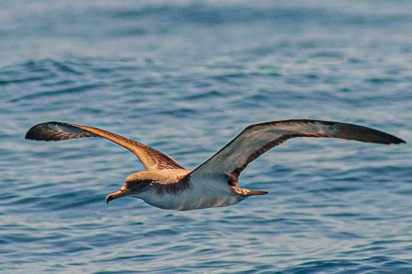 Un uccello che vola sull'acqua. 2