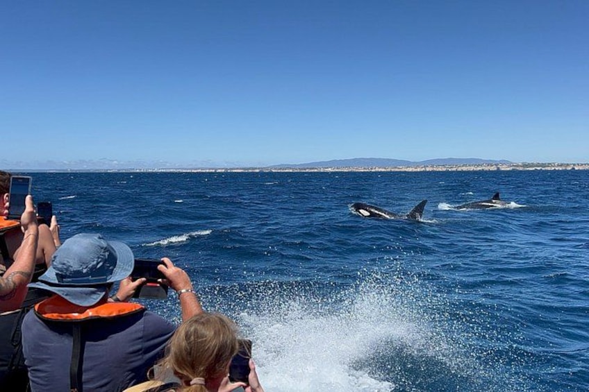 Una barca con persone che osservano orche nell'oceano. 4