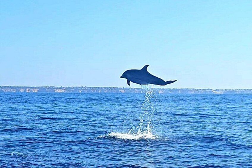 En delfin springer op af havvandet. 2
