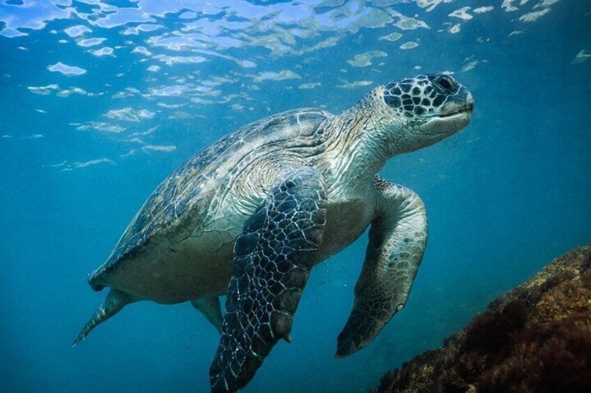 Centennial green turtle 3