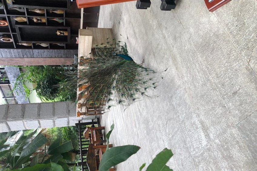A concrete floor with a wooden structure and a large green plant. 3