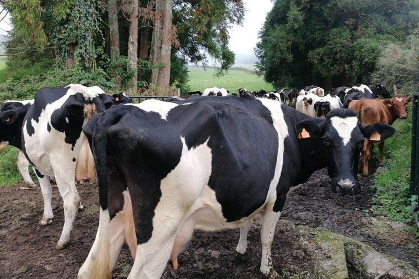 A herd of cows in a muddy field with trees in the background. 2