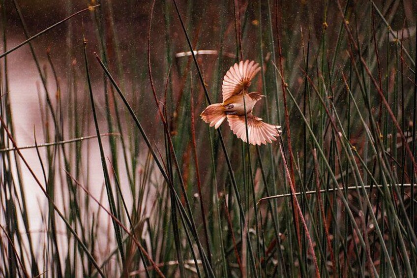 From Adelaide: Ultimate SA Birding & Nature Discovery Tour 1