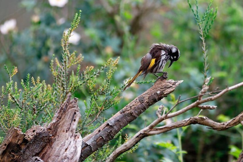 From Adelaide: Ultimate SA Birding & Nature Discovery Tour 2
