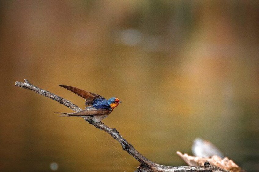 From Adelaide: Ultimate SA Birding & Nature Discovery Tour 5