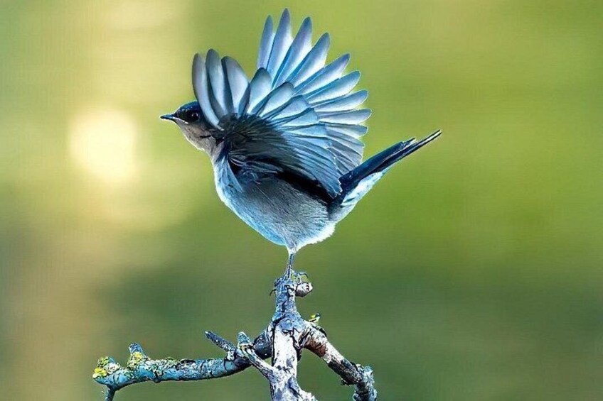 A bird with blue feathers perched on a branch. 1