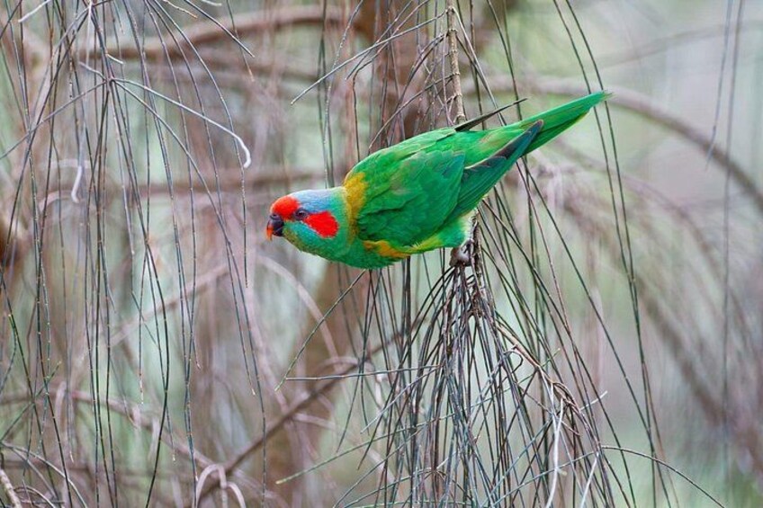 From Adelaide: Ultimate SA Birding & Nature Discovery Tour 4