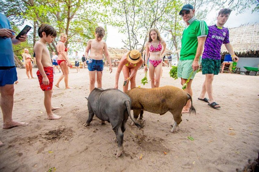 Pink Dolphin and Pig Island Snorkeling Tour from Koh Samui 2