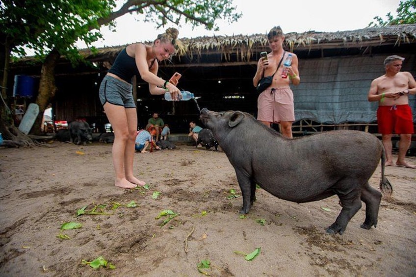 Pink Dolphin and Pig Island Snorkeling Tour from Koh Samui 3