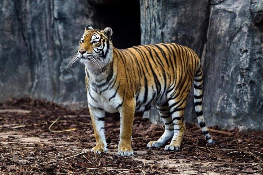 En tiger som står på en jordig mark med en bergig bakgrund. 3