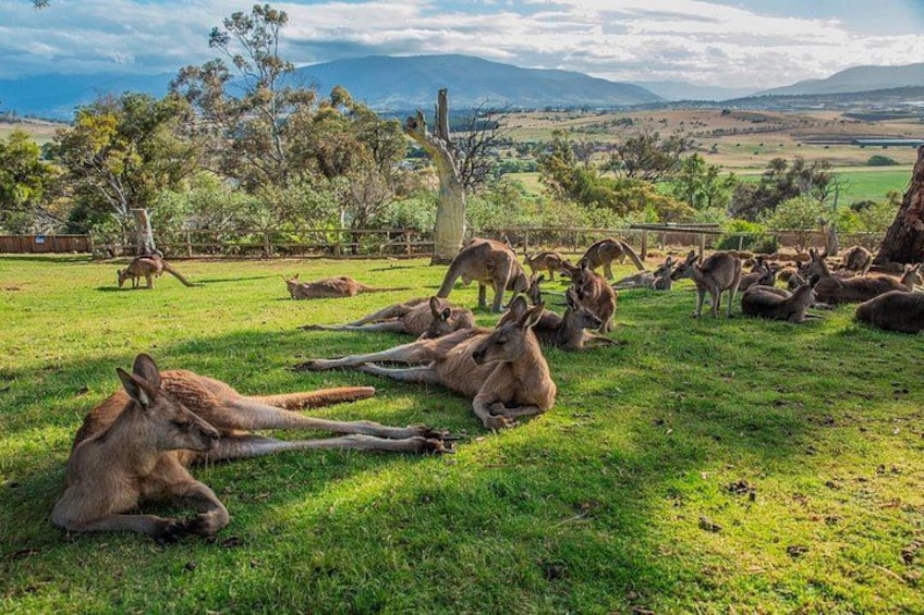 6 Day Island Icons Tassie Day Tour Bundle 3