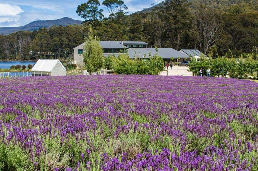 6 Day Island Icons Tassie Day Tour Bundle 2