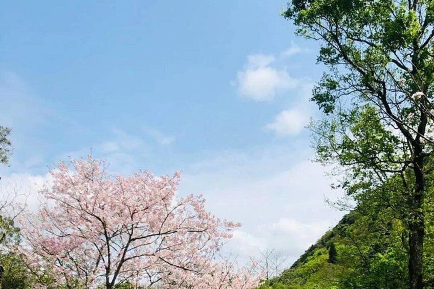 Yangmingshan Flower Bell Park 4
