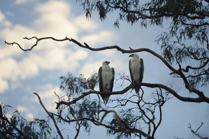 White Crested Sea Eagles 3