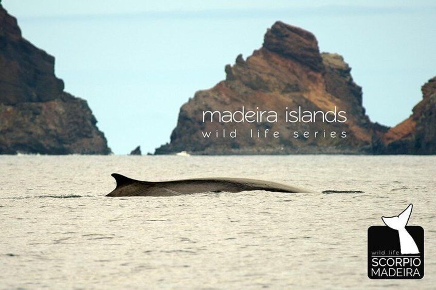 A stingray in the water with rocky cliffs in the background. 5