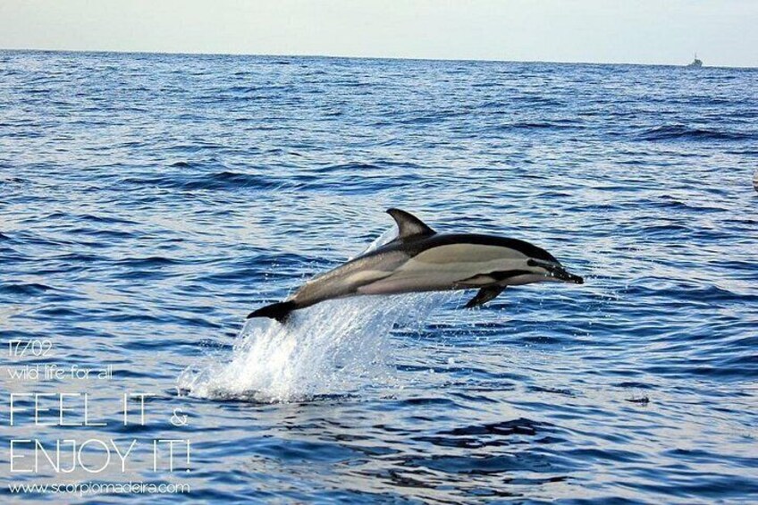 Whale & Dolphin Watching boat trip 2