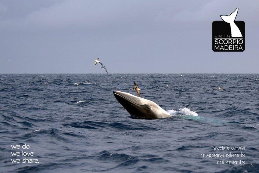 Whale & Dolphin Watching boat trip 3