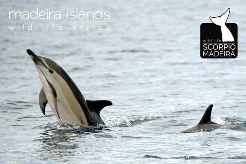 Whale & Dolphin Watching boat trip 4