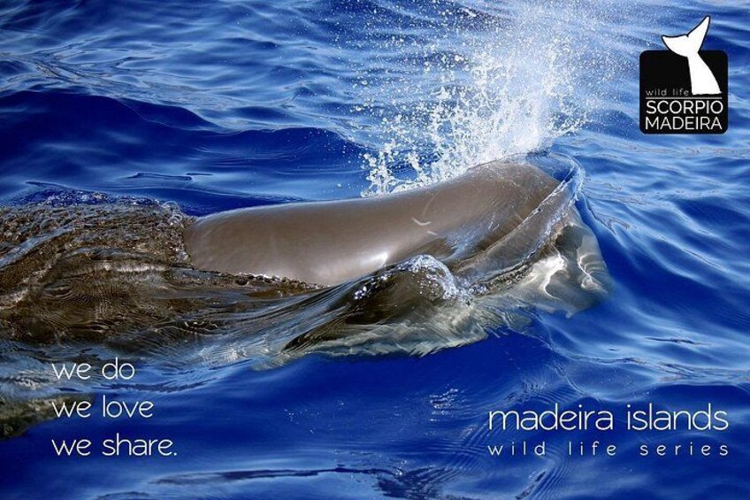 Whale & Dolphin Watching boat trip 5