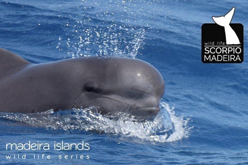 Whale & Dolphin Watching boat trip 5