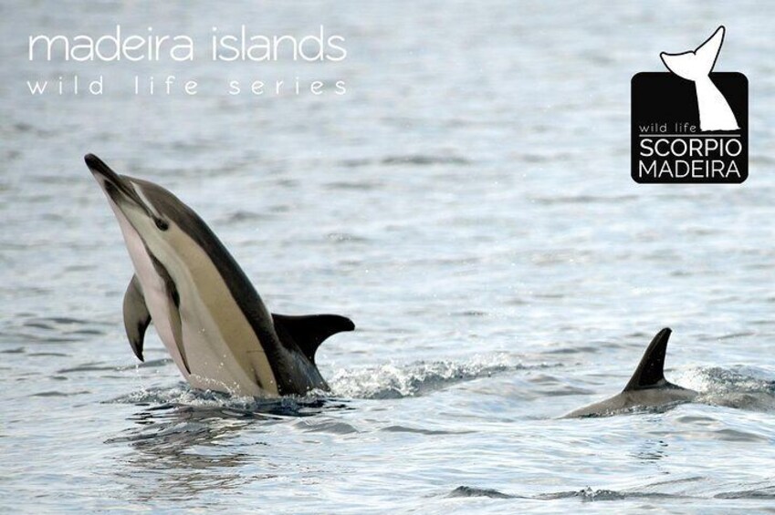 A dolphin leaping out of the water. 4