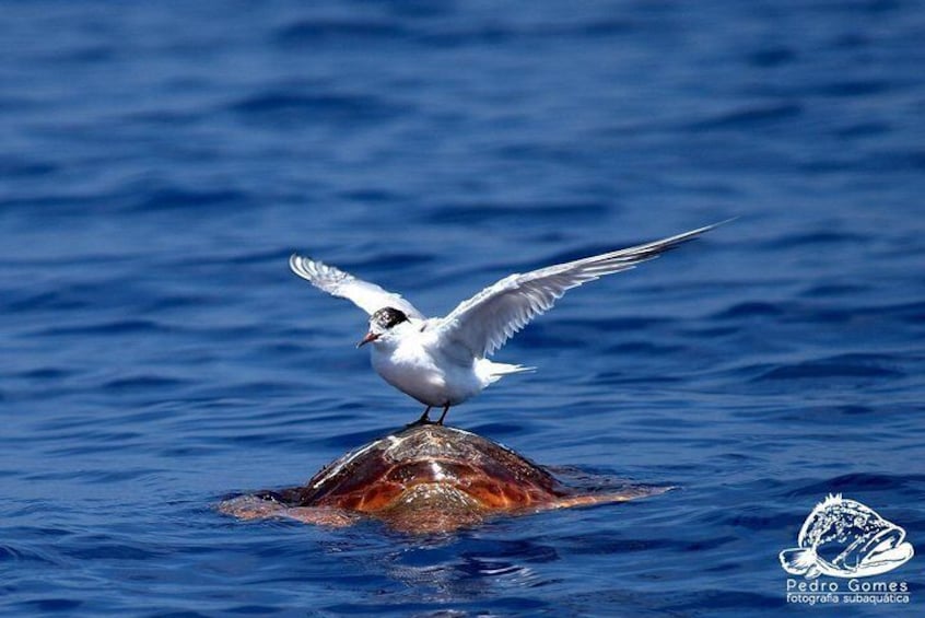 Whale & Dolphin Watching boat trip 2
