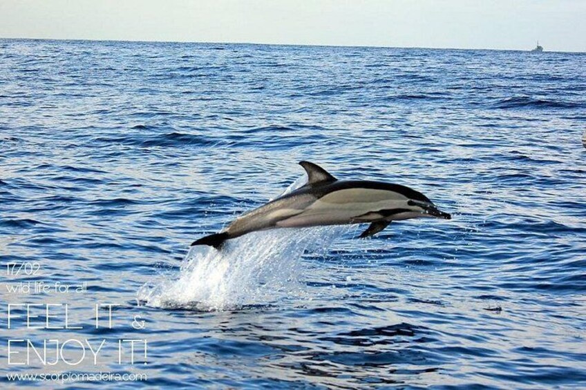 Whale & Dolphin Watching boat trip 2