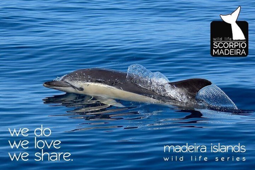 Whale & Dolphin Watching boat trip 4