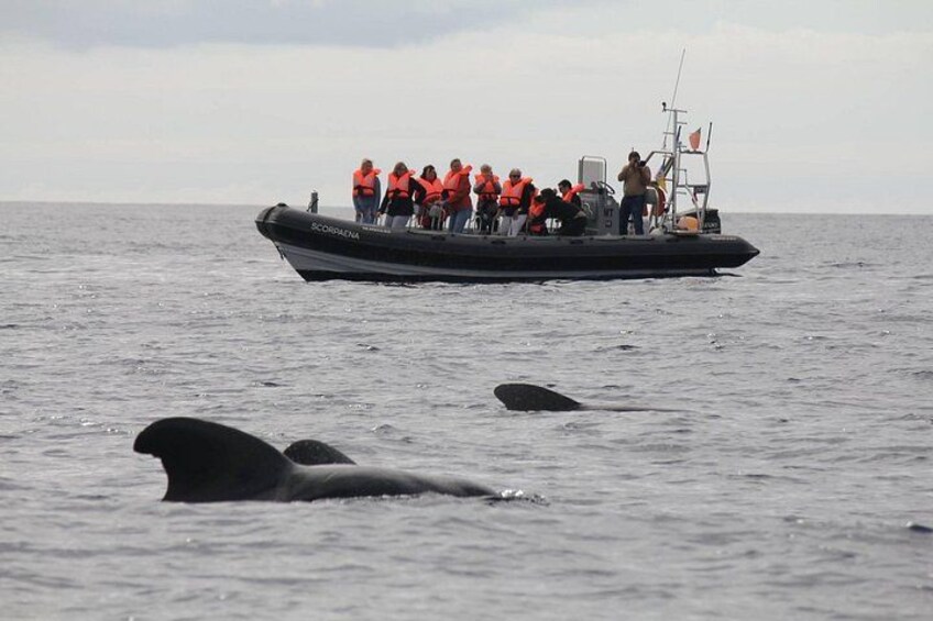 Whale & Dolphin Watching boat trip 2
