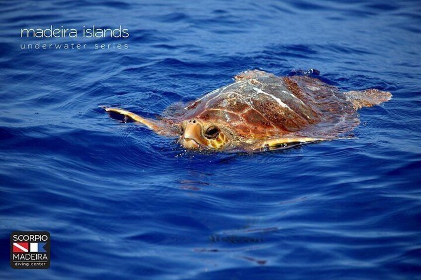 Whale & Dolphin Watching boat trip 4