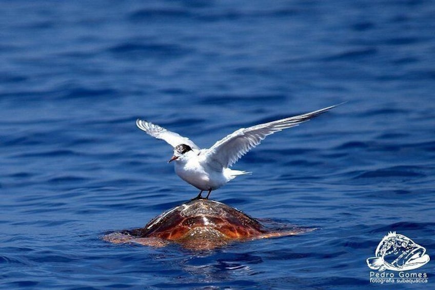 Whale & Dolphin Watching boat trip 3