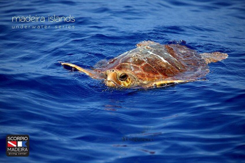 Whale & Dolphin Watching boat trip 3