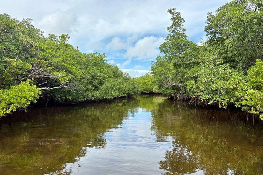 A calm river flanked by dense mangrove trees under a partly cloudy sky. 2
